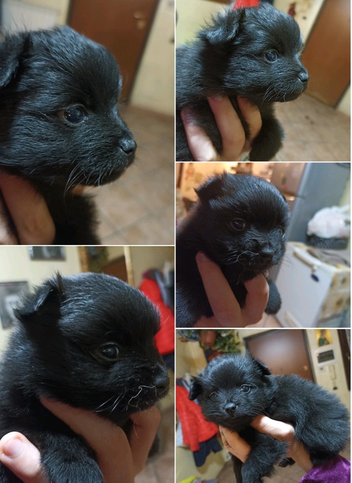 4816852  cuccioli di Spitz di Pomerania