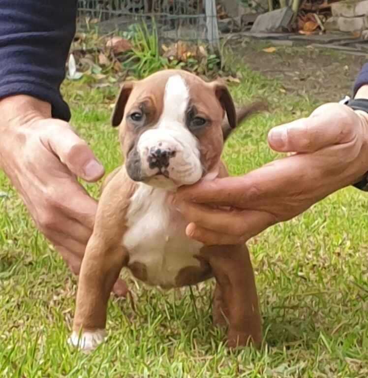 4641571  Cuccioli pit bull