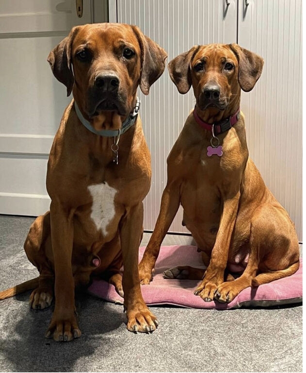 4830151  Cuccioli  Rhodesian Ridgeback