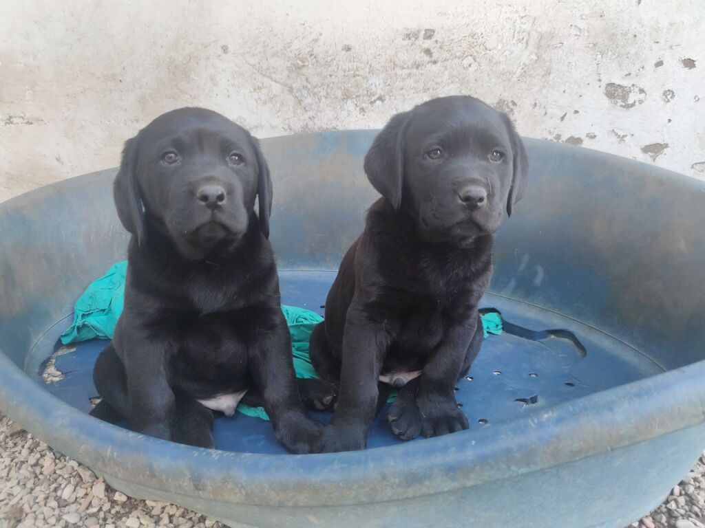 4826392  Cucciolo di Labrador