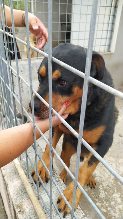 4842155  in regalo EROS ROTTWEILER 6